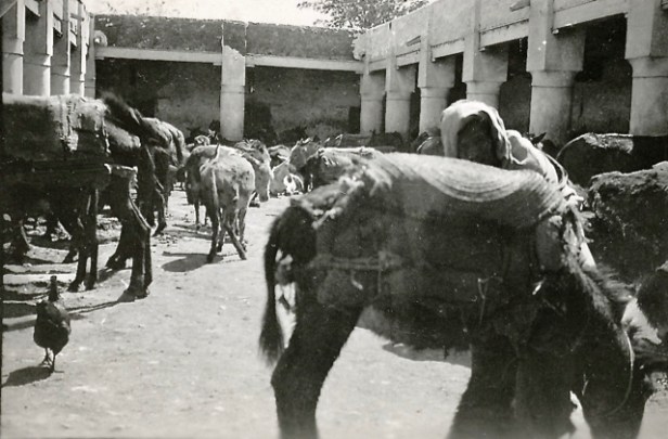 082-b Fondouk à ânes